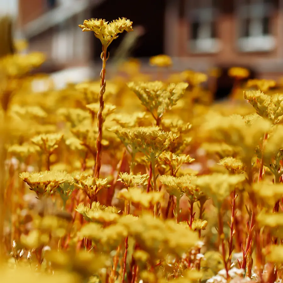 Moderne stadstuin met overdekte lounge en mediterrane beplanting