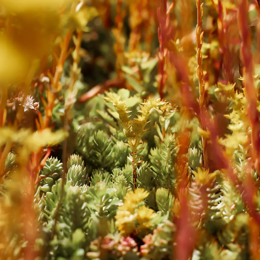 Moderne stadstuin met overdekte lounge en mediterrane beplanting