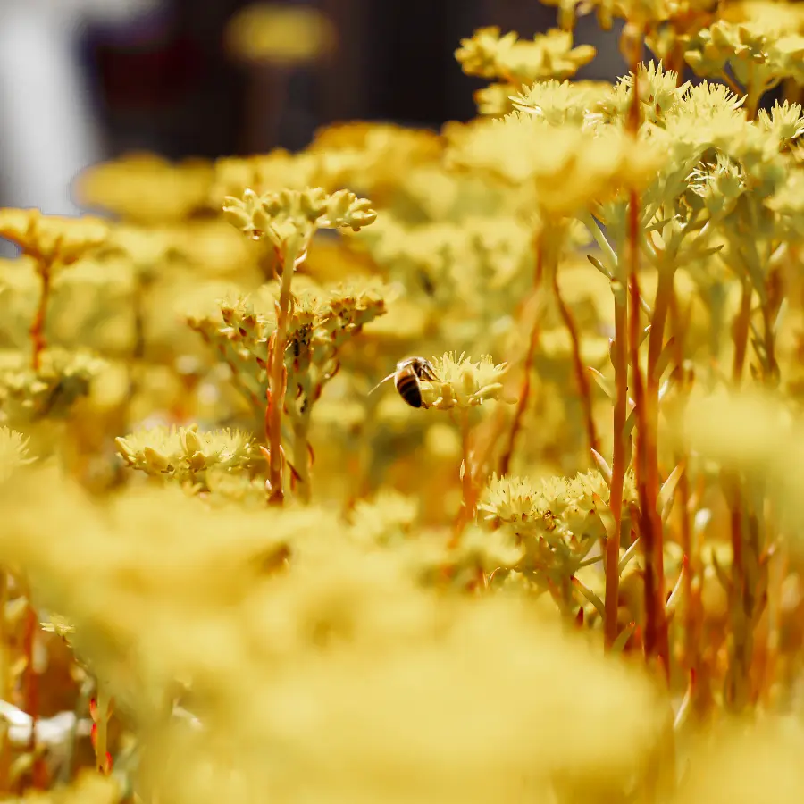 Moderne stadstuin met overdekte lounge en mediterrane beplanting