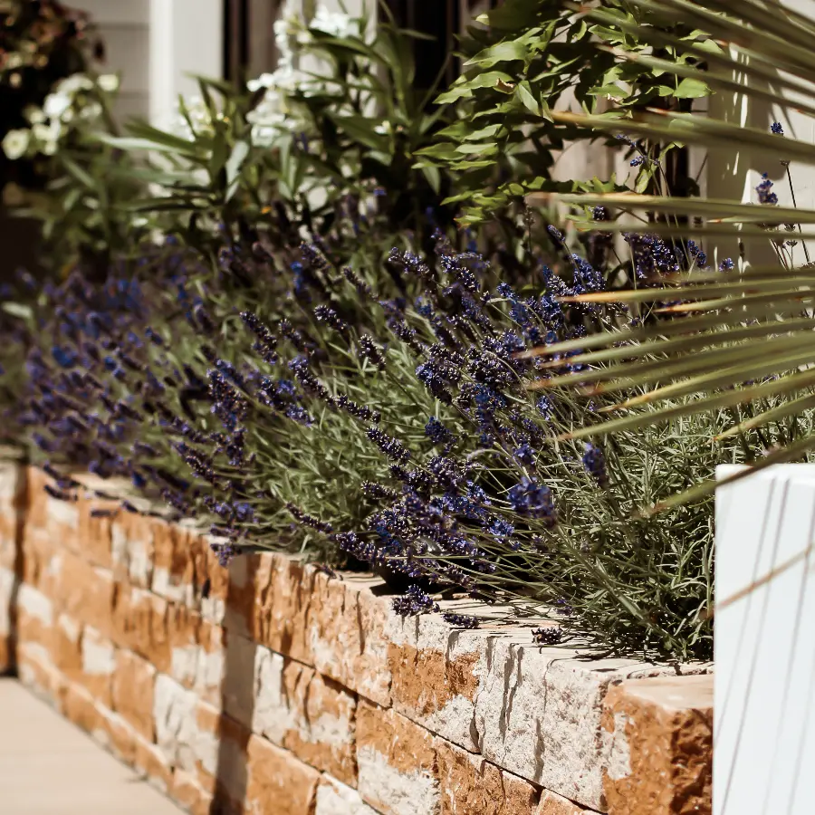 Moderne stadstuin met overdekte lounge en mediterrane beplanting