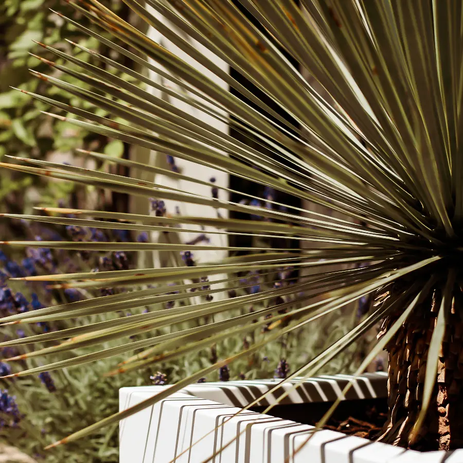 Moderne stadstuin met overdekte lounge en mediterrane beplanting