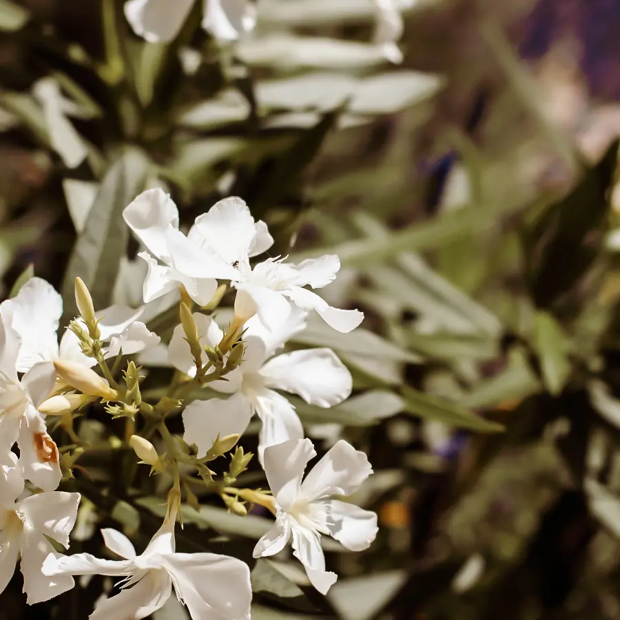 Moderne stadstuin met overdekte lounge en mediterrane beplanting