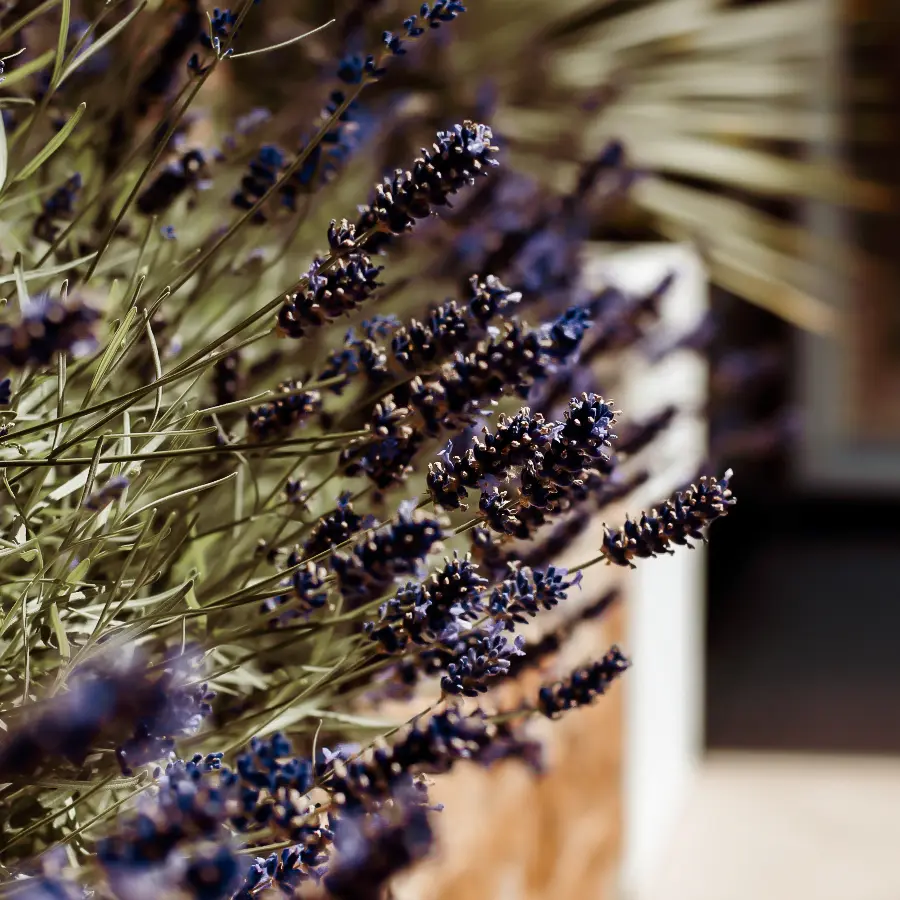 Moderne stadstuin met overdekte lounge en mediterrane beplanting