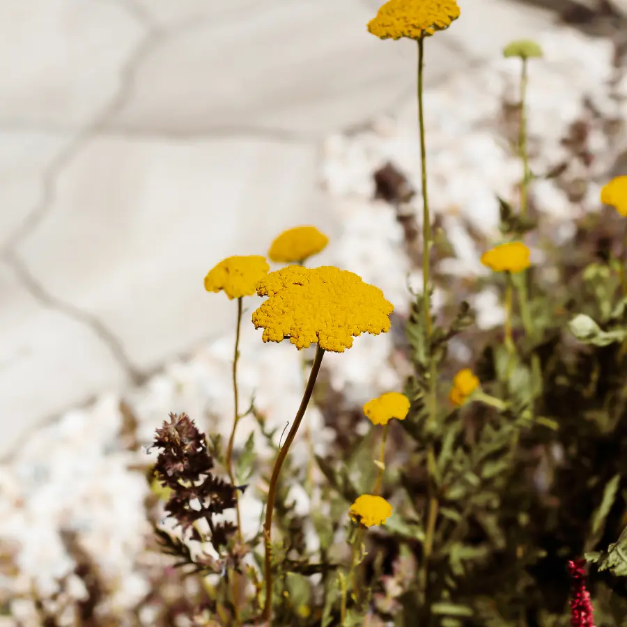 Modern landelijke tuin met Douglas overkapping en ruim gazon