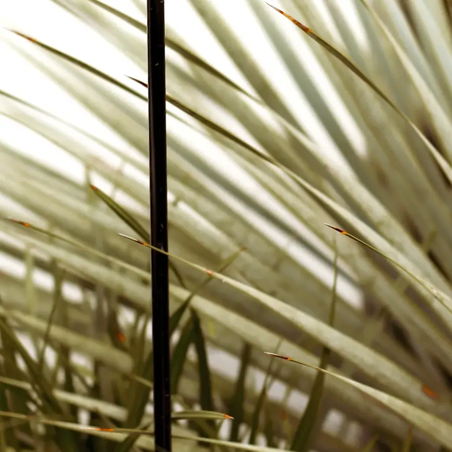Mediterrane achtertuin met bioclimatische pergola en ligbedden