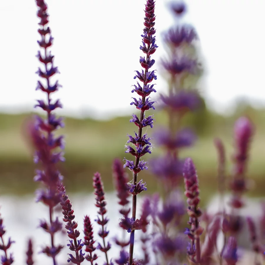 Tuin met buitenkeuken en vlonderterras aan het water