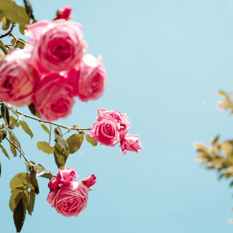 Kindvriendelijk ingerichte tuin met schommel, bokszak en trampoline