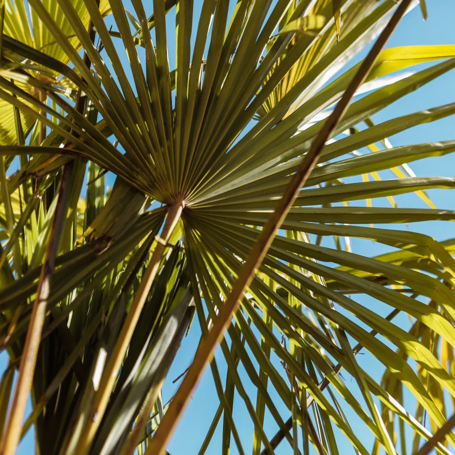 Tuin met bamboe, palmbomen en vol met zomerse beplanting